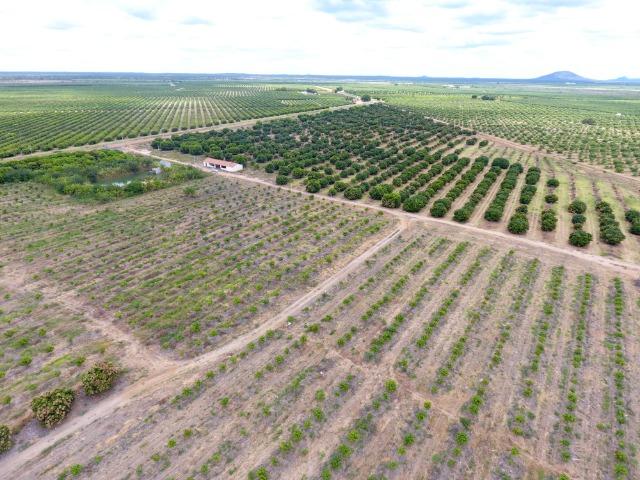 Fazenda 43 Hectares - Venda - Foto 12