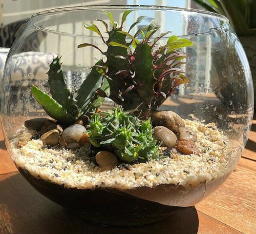 Vários modelos de plantas - Foto 3
