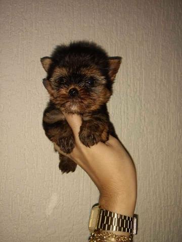 Canil especializado em pequenas raças! Leia o anúncio por favor! - Foto 2