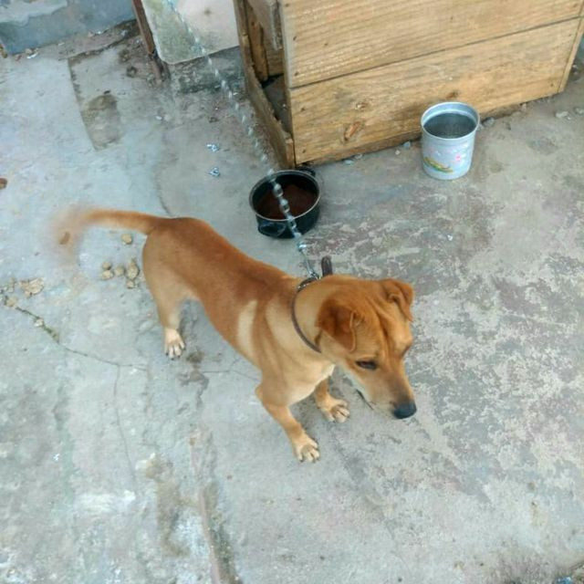 Precisa urgentemente de lar - Foto 3