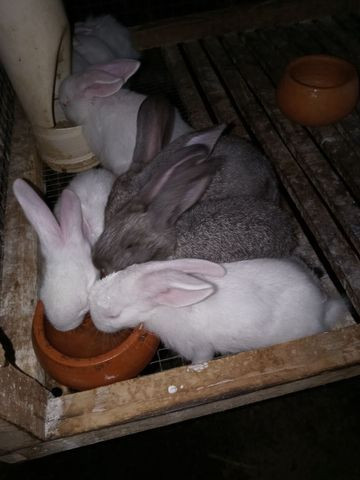 Vendo filhotes de coelhos - Foto 5