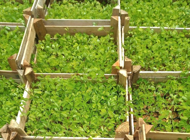 Mudas de Sansão do campo em Dona Euzébia 