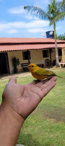 Linda chácara / Temporada, familiares ( PISCINA AQUECIDA ) ANO NOVO JÁ FOi LOCADA - Foto 17
