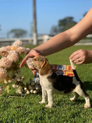 Formidáveis mini beagles 