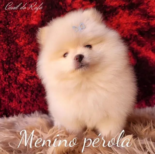 Spitz Alemão anão/Lulu da Pomerânia 