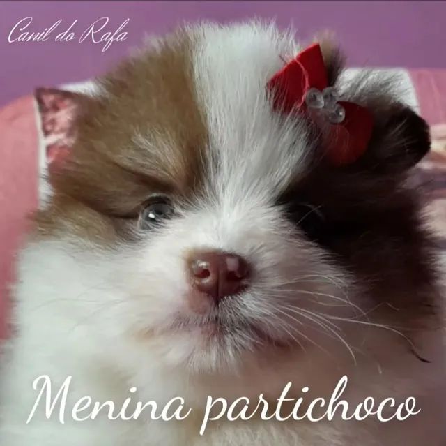 Spitz Alemão anão/Lulu da Pomerânia 