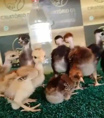 Pescoço pelado de baixa grande, GSB, Balao de baixa grande, Galinha Sertaneja Balão.