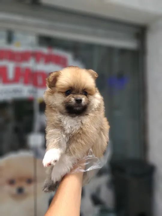 Lulu da Pomerania Você amara muito esse AmiCão de ?quatro-patas? bem peludo - Foto 2