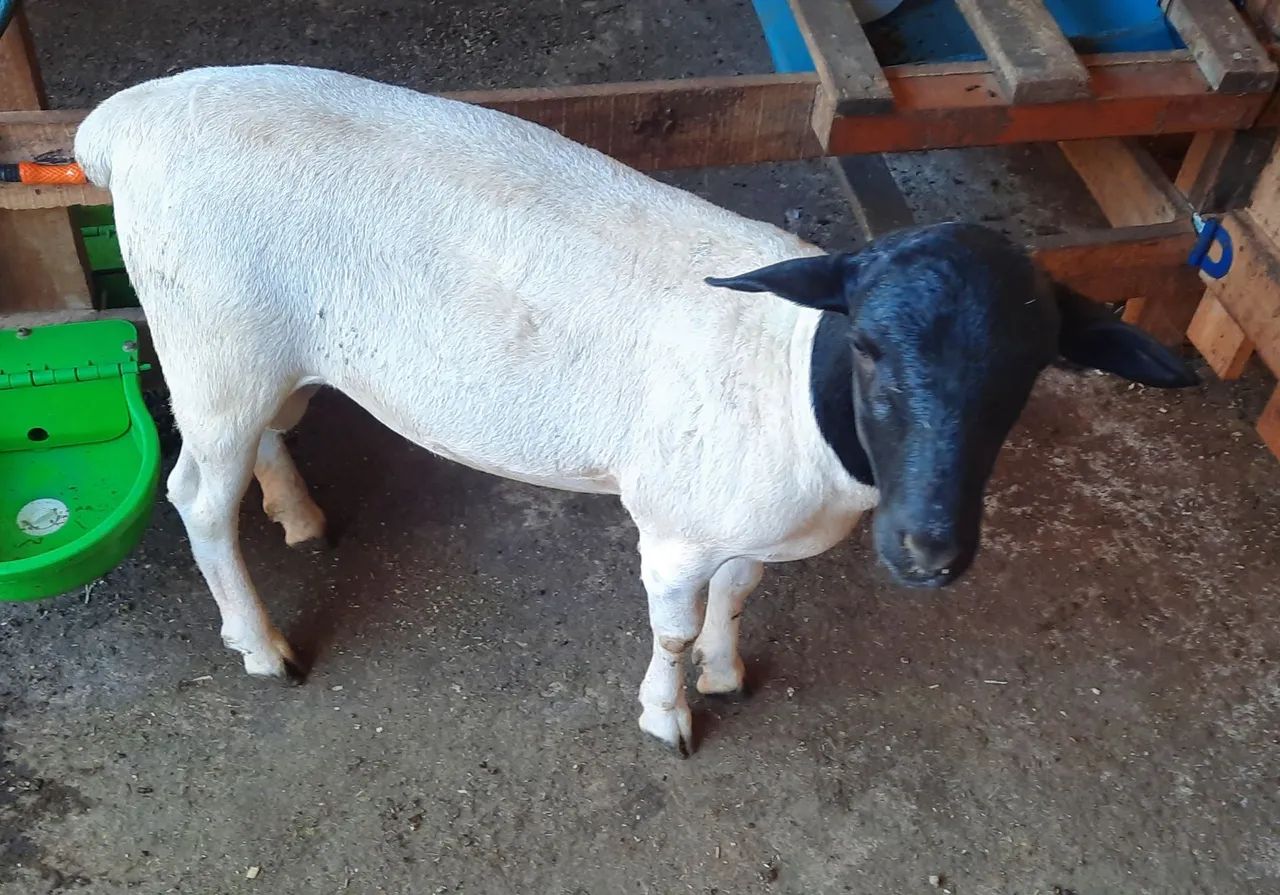 Borrego Dorper  PO Genética Buria