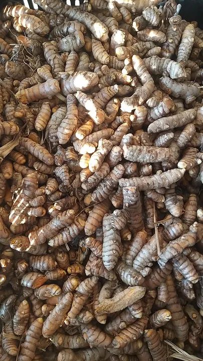 Raiz de acafrao 64167770351489120