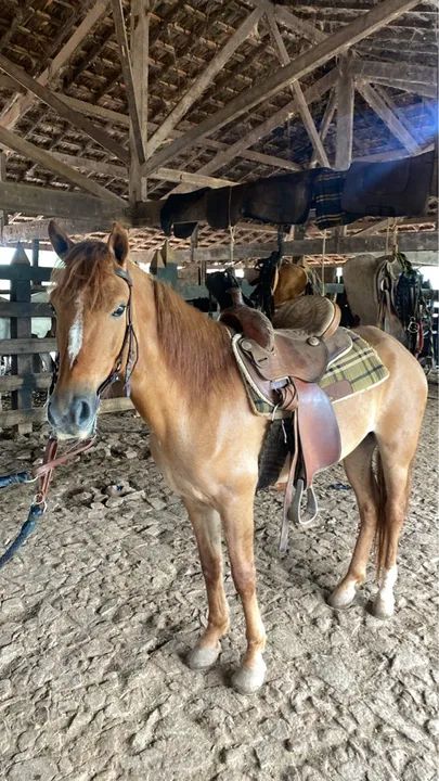 Cavalo macha picada para venda