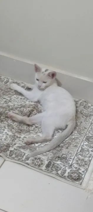 Gatinho branco fofinho para adoção - Foto 2