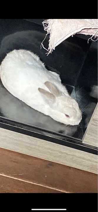 Coelho branco fofinho para adoção