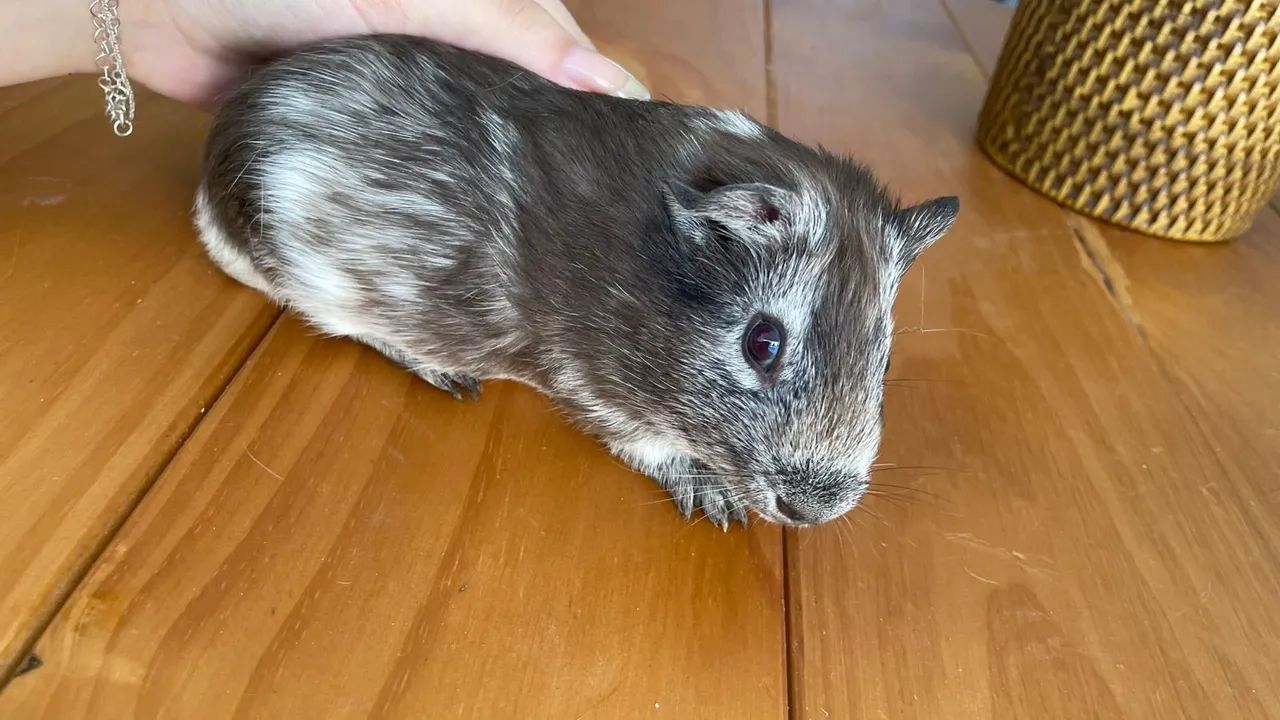 Porquinho da Índia  - Foto 2