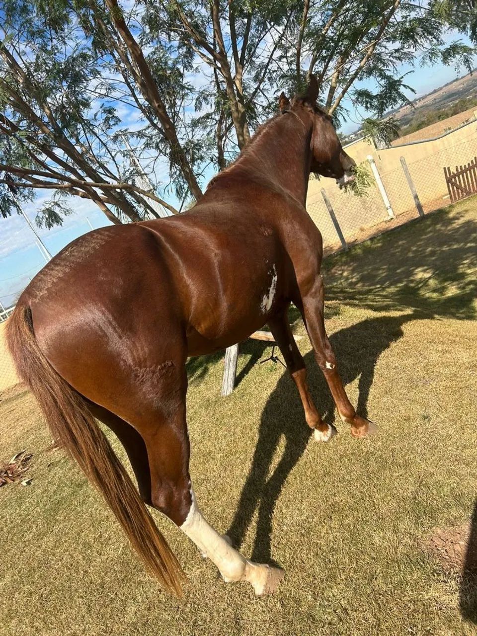 Vendo ou troco manga larga toppp 