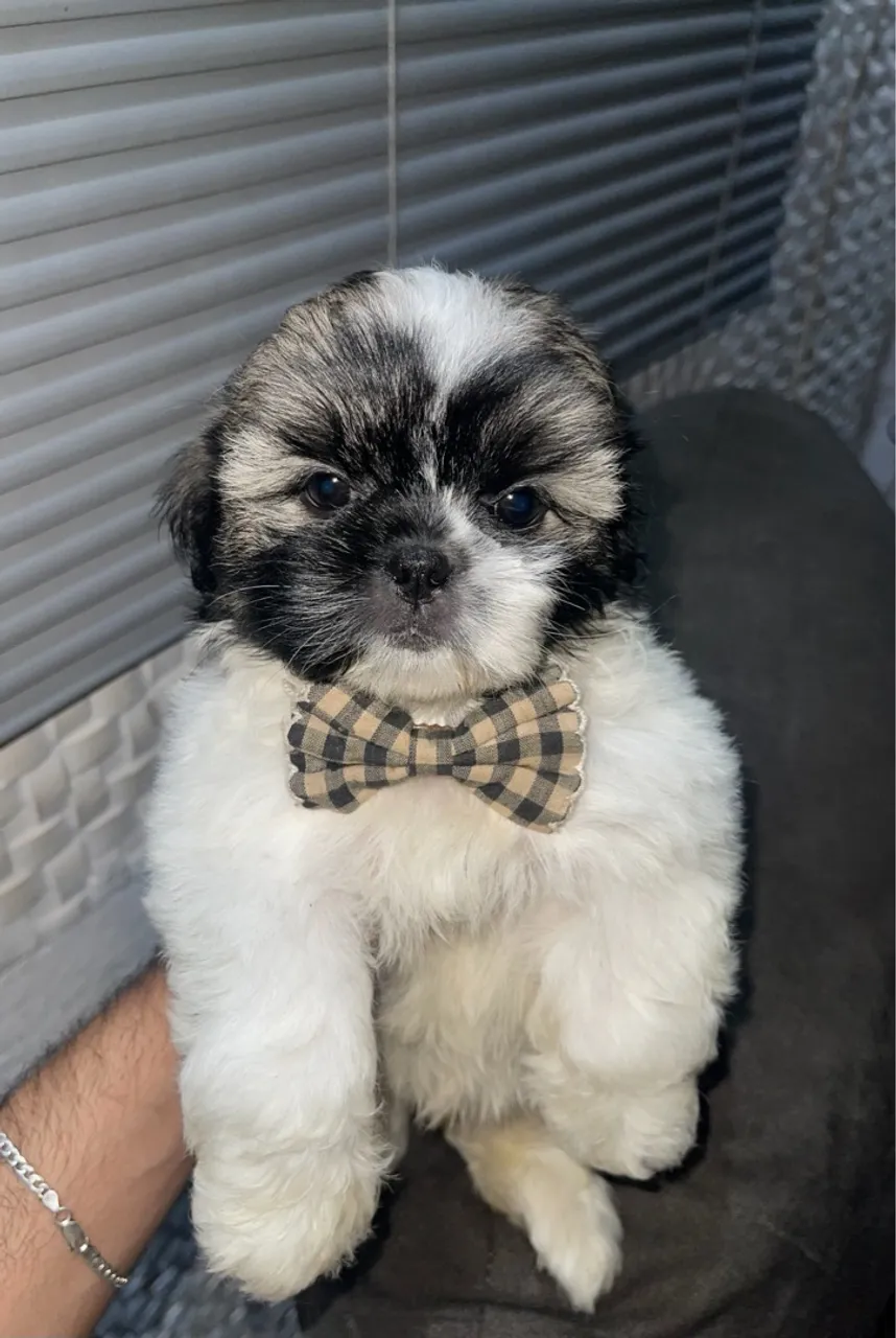Filhote de Shihtzu Mini - 12x SEM JUROS!