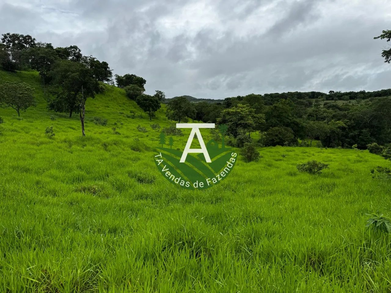 Fazenda de 55 alq em Goias-GO - Foto 3