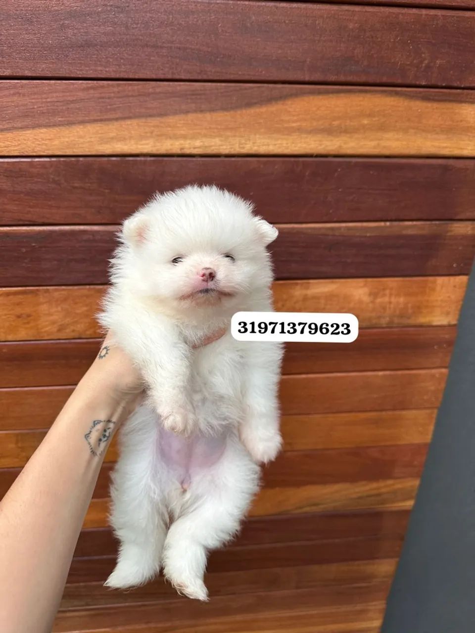 Filhote de Spitz Alemão anao branco 
