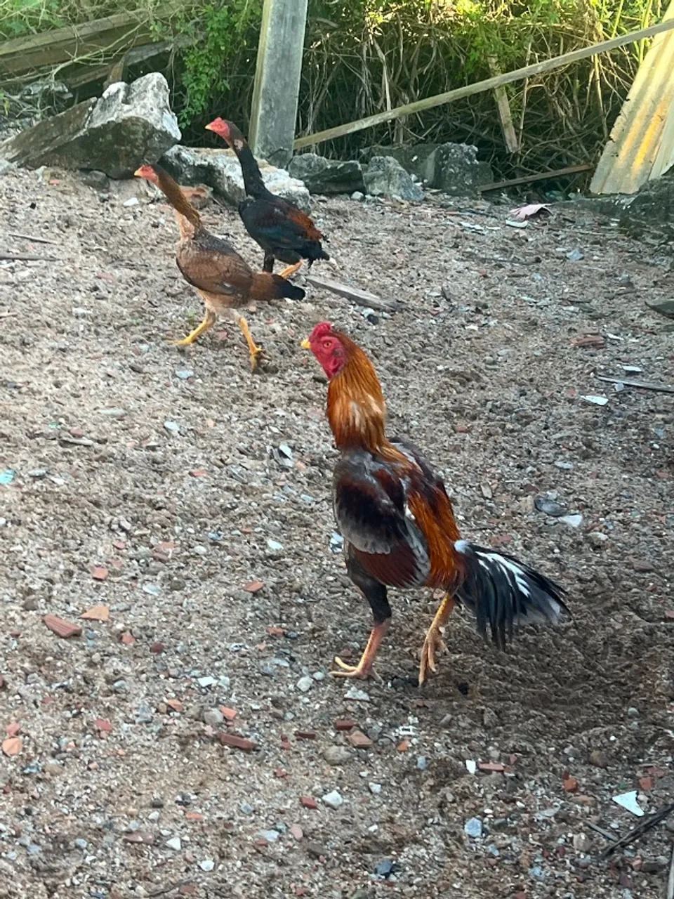 Vendo galo saudável aceito oferta