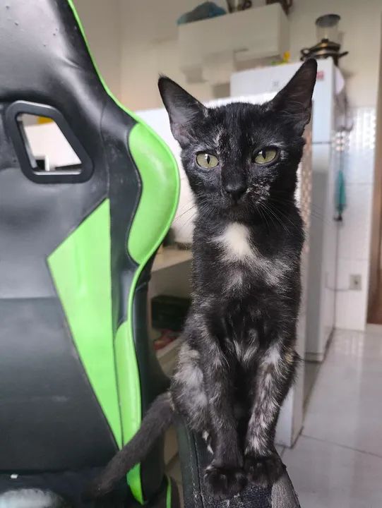 Filhote disponível para adoção responsável  - Foto 4