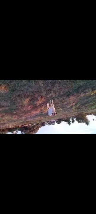 Vaca parida de fêmea. Tenho vídeo  - Foto 3