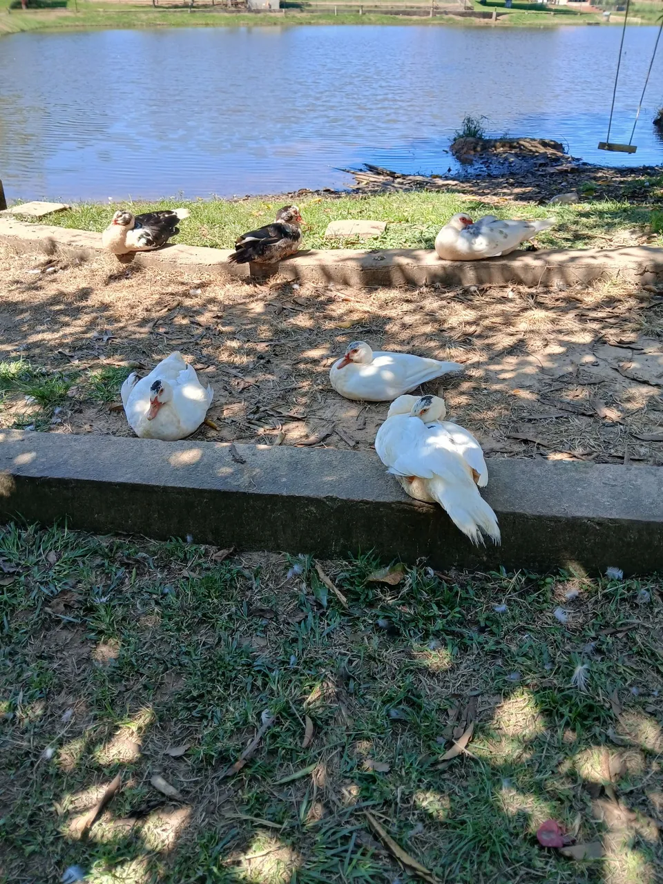 Patos grandes e lindos