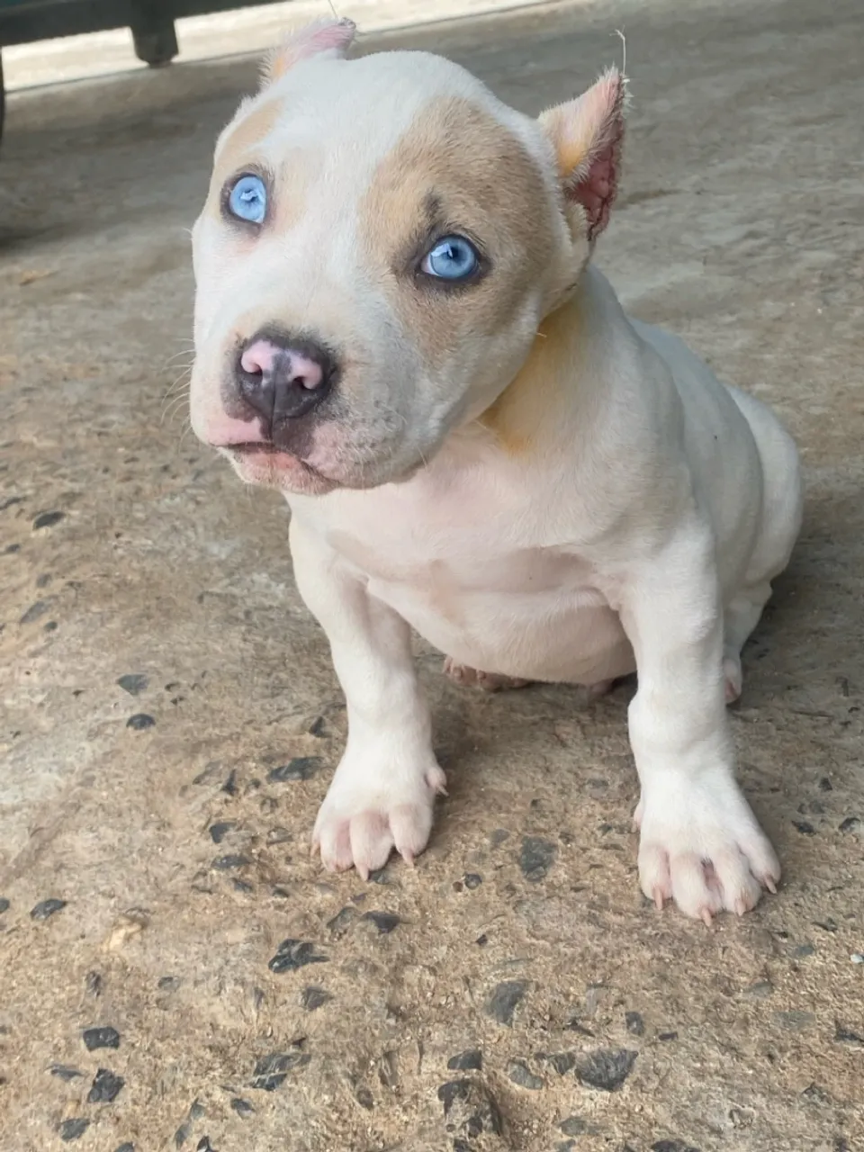 Filhote macho de pit Monster Merle pedigree 