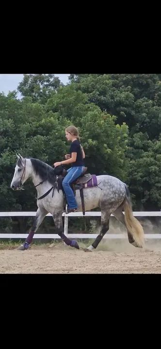 Cavalo criolo registrado  - Foto 3