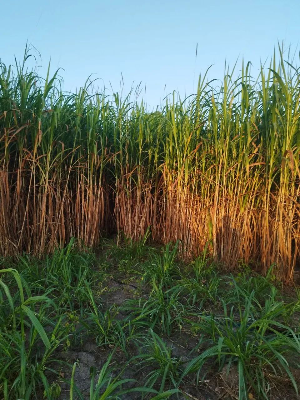 Mudas com 3 gemas Capiacu  - Foto 2