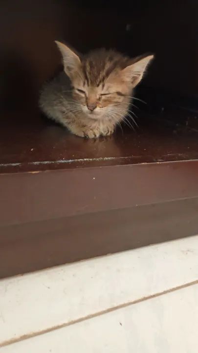 Gatinhos fofinhos para adoção - Foto 6