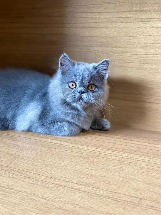 Gatinho persa filhote macho exótico 