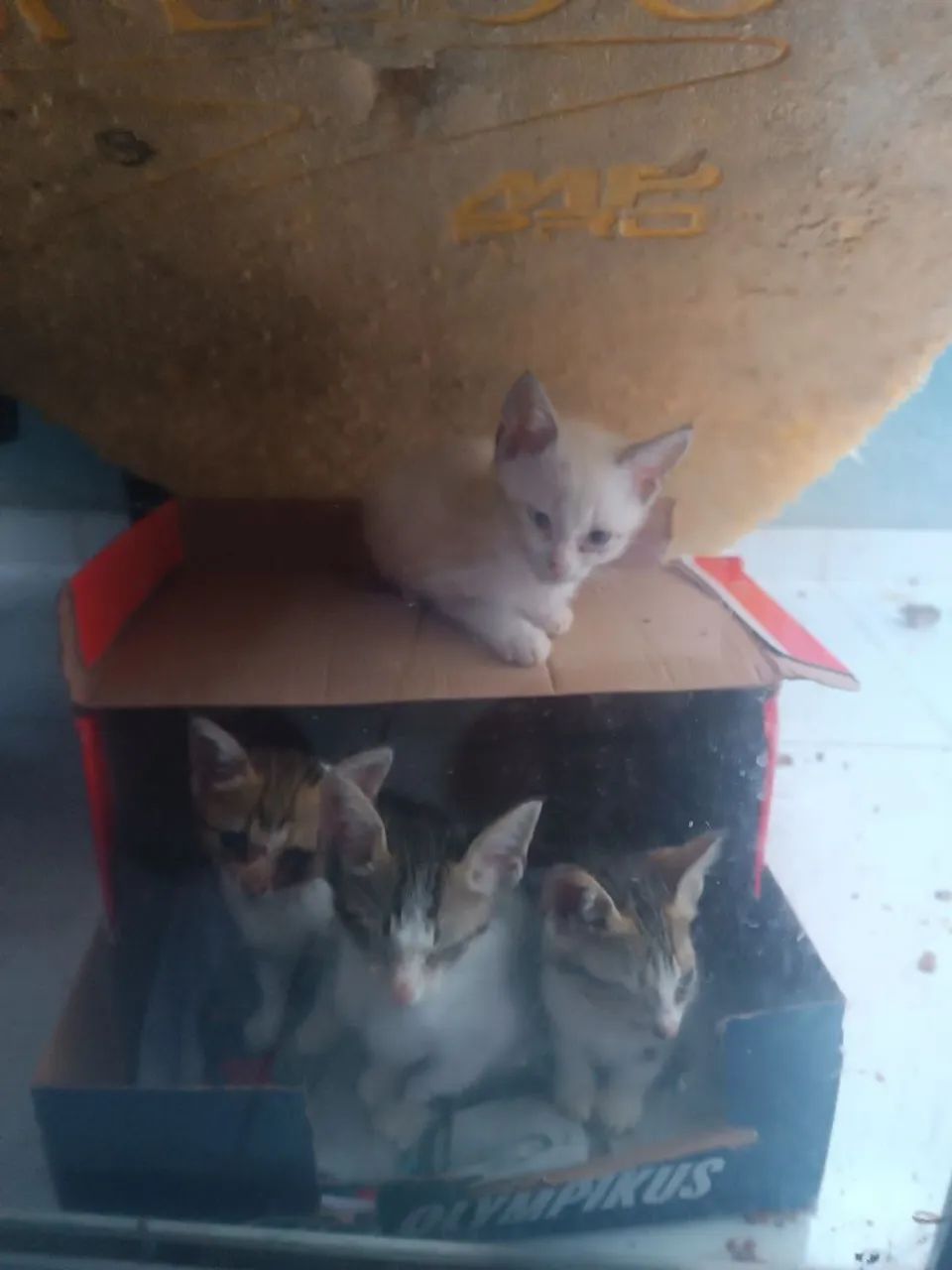 Adoção  com responsabilidade 