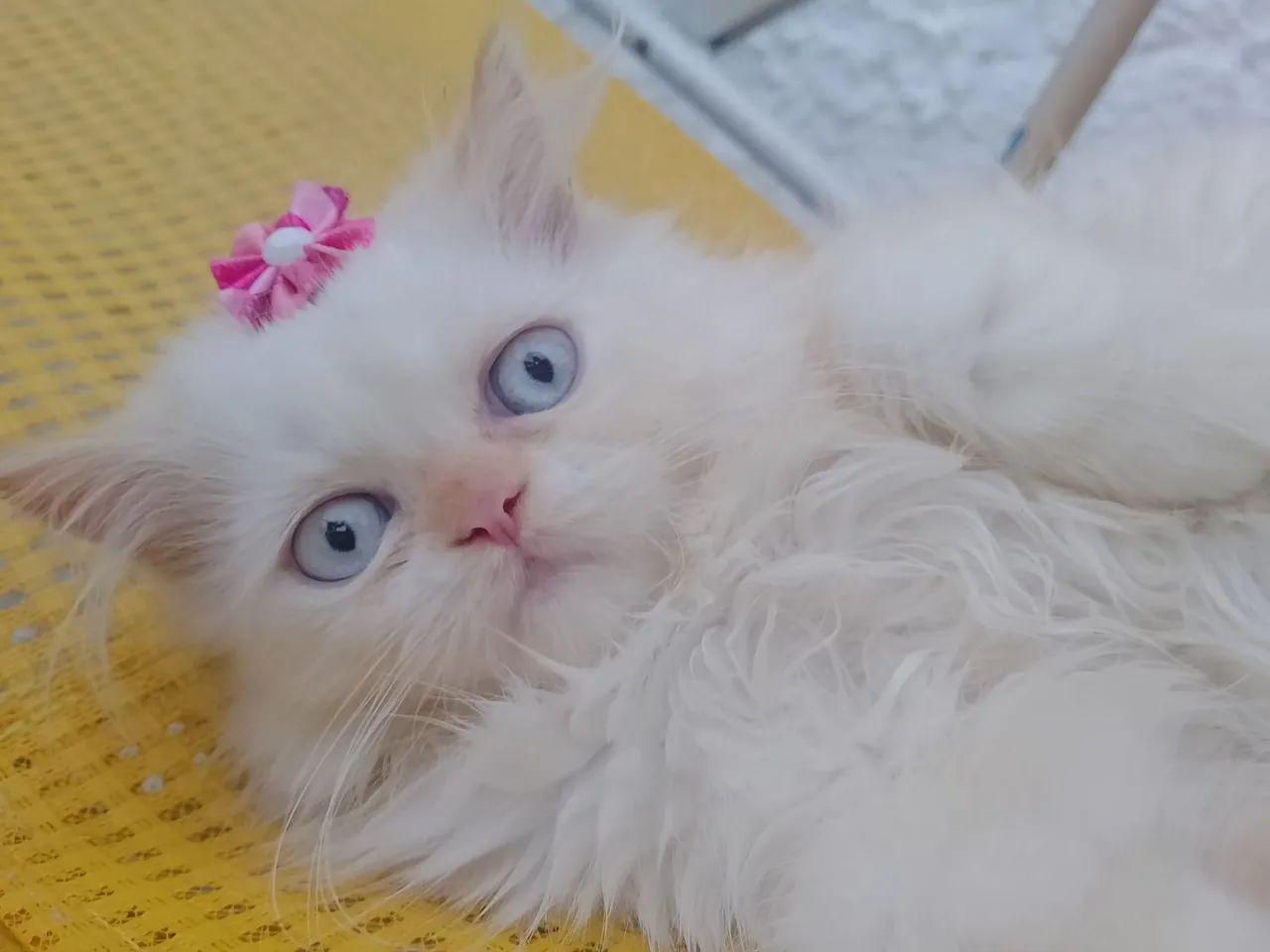 Filhote Persa - Foto 2