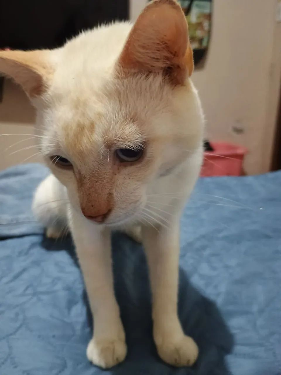 Gato branco e laranja disponível para adoção