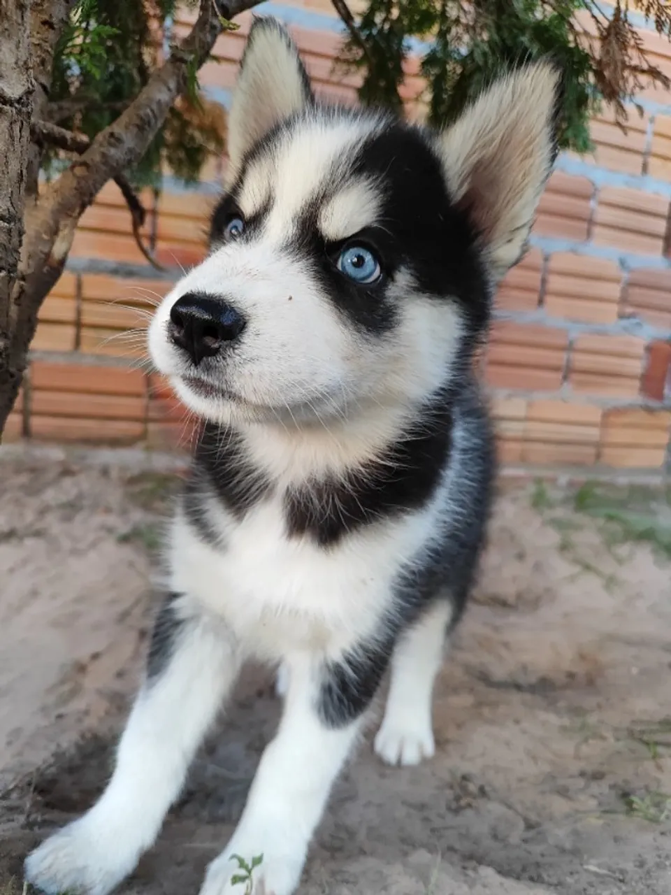 Husky Siberiano fêmea