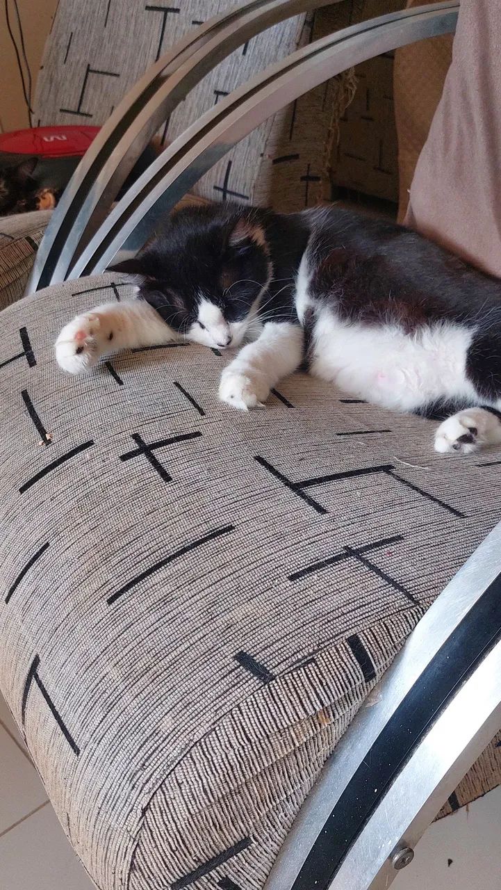 Gatinha castrada para adoção  - Foto 4