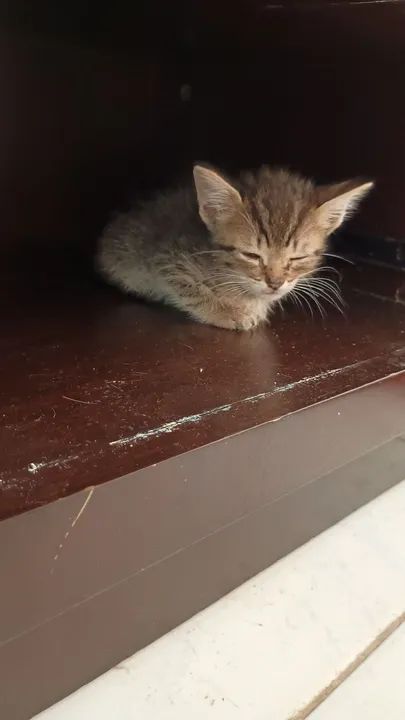 Gatinhos fofinhos para adoção - Foto 5