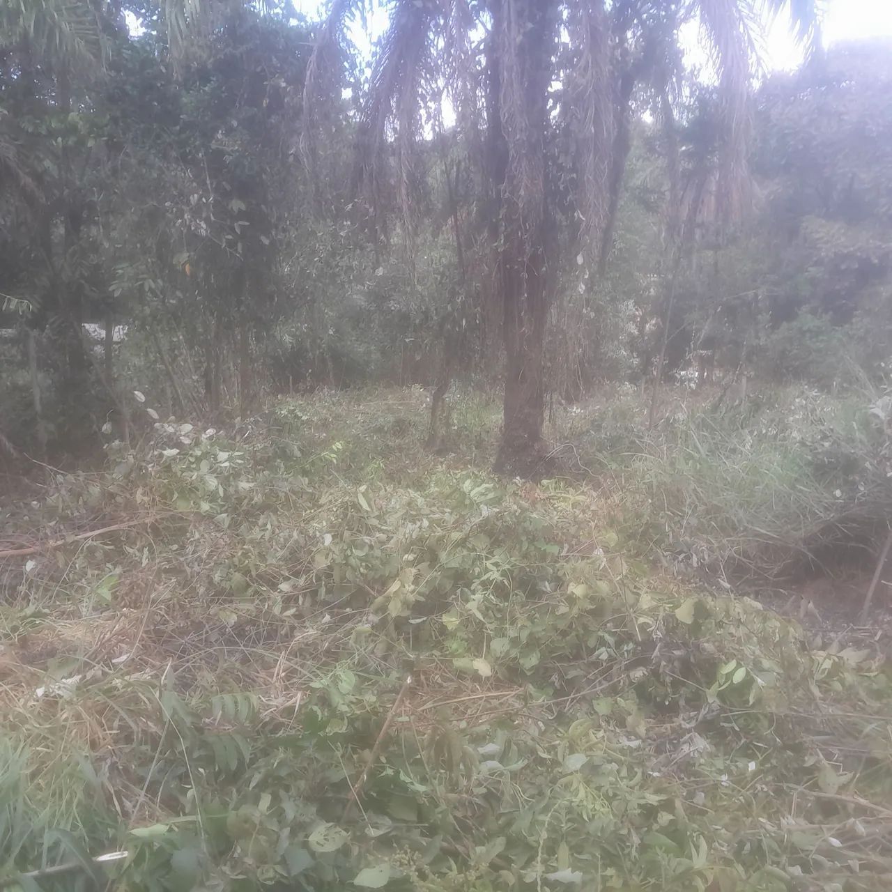 Lotes de 300 mts perto do asfalto  - Foto 2
