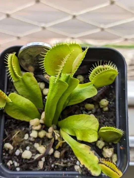 Planta Carnívora Dionéia - Foto 3