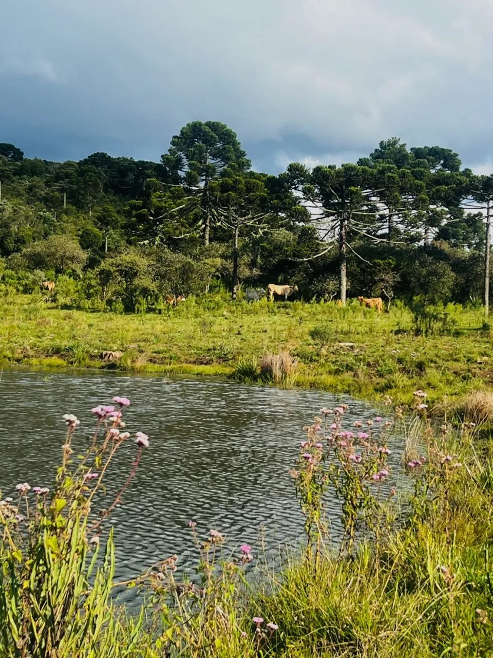 Sítio 28.000m2 - MUITO TOP - 30% + 48X