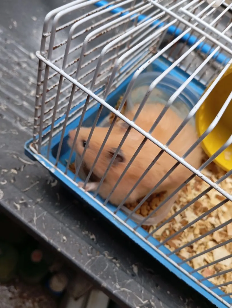 Hamster prenha