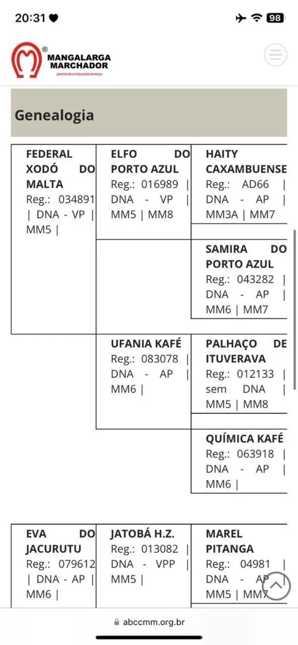 Cavalo de marcha picada, neto do Elfo do porto azul  - Foto 3