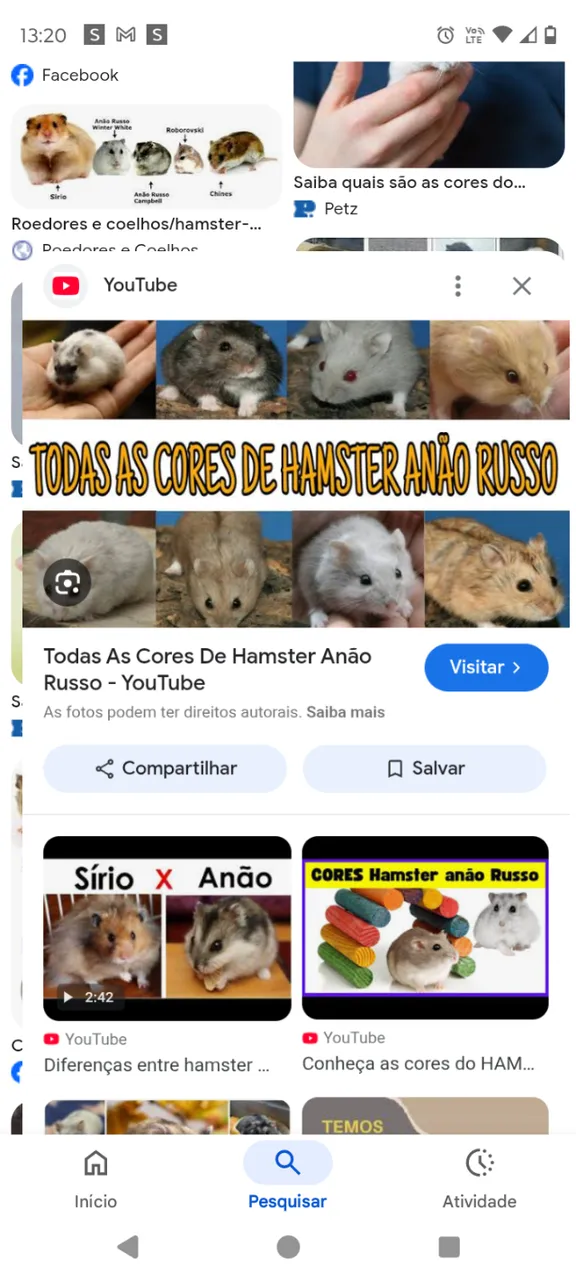 Procuro hamster para comprar 