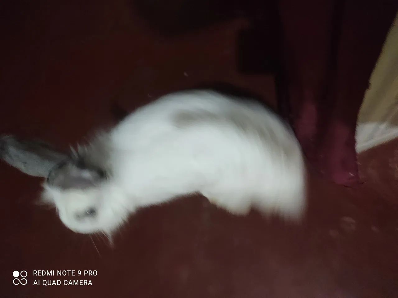 Coelhinho Lion Branco - Foto 2