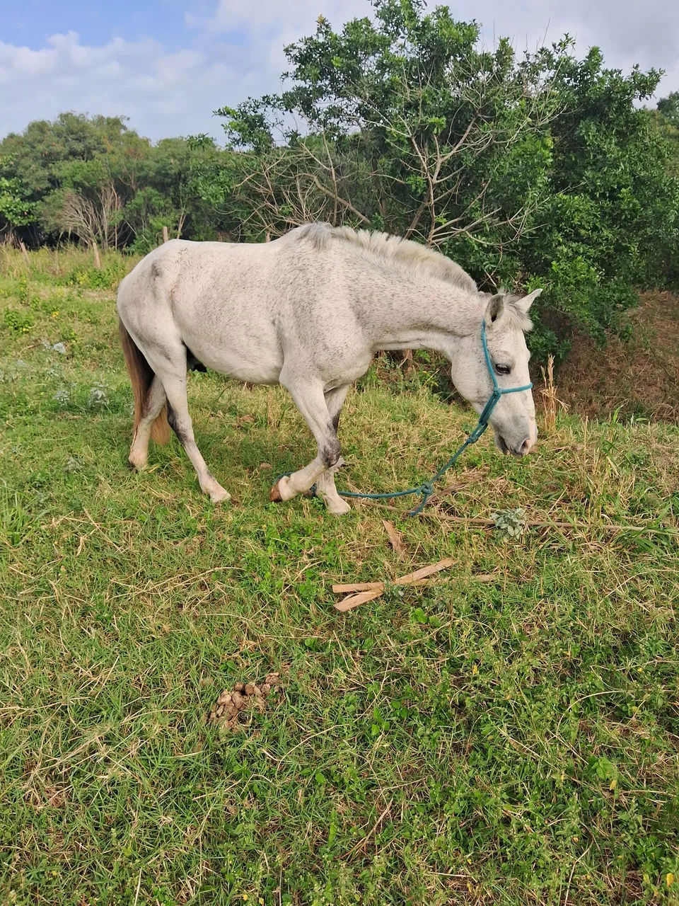 Cavalo para troca