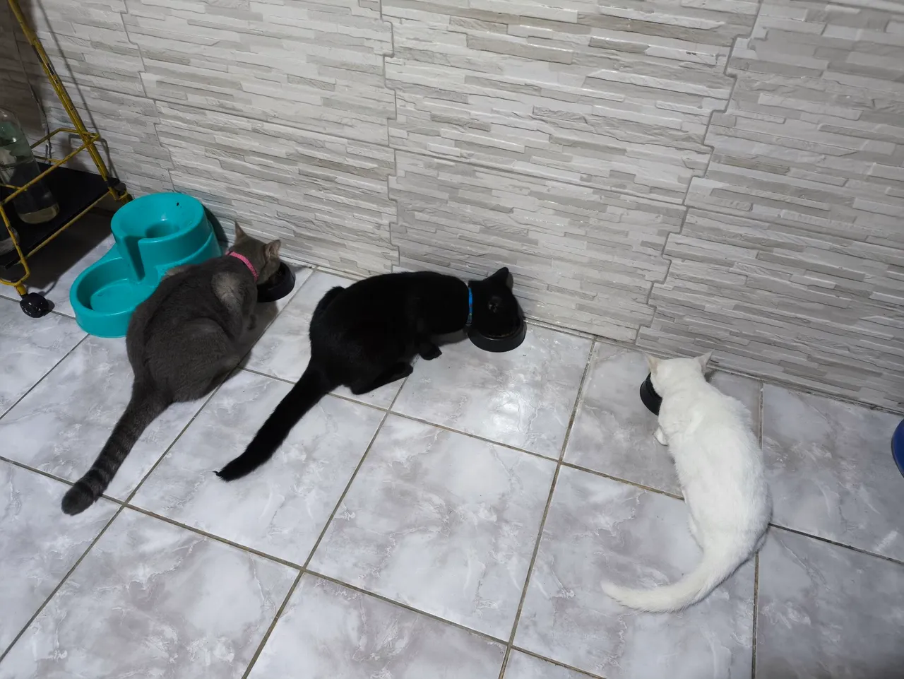 Gatos para adoção ou venda
