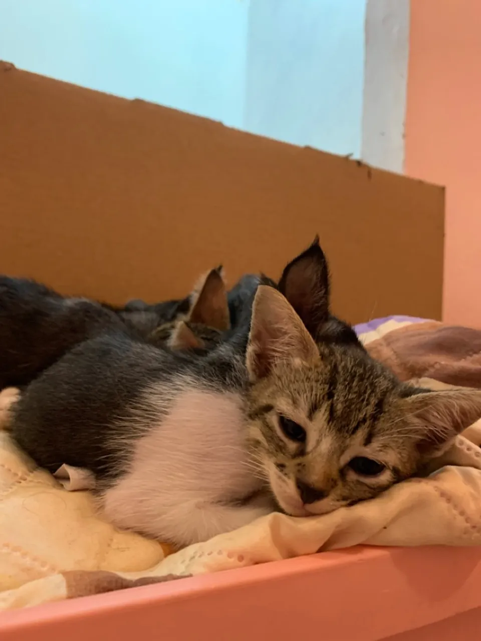 Gatinhos para adoção: adoráveis filhotes!