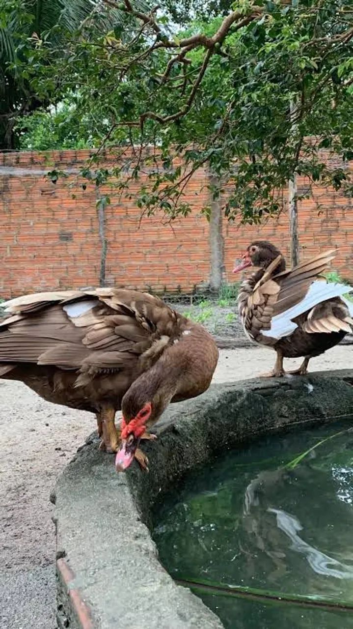 6 PATOS PRETO E CHOCOLATE 