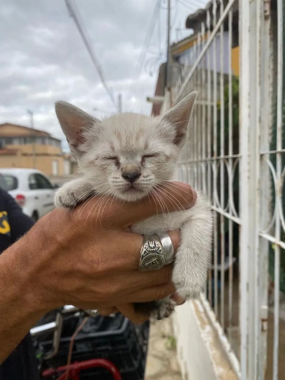Gatinhos machos para adoção - Foto 2