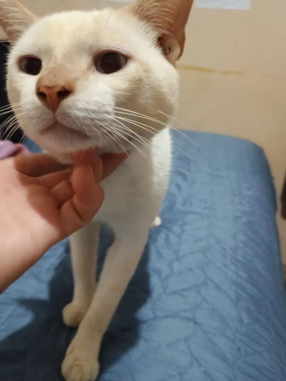 Gato branco e laranja disponível para adoção - Foto 2